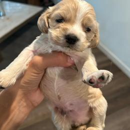 Cocker Spaniel and Yorkshire Terrier Puppies from Davidsons Littles