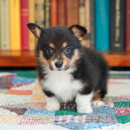 Magpie - Black and tan female Pembroke Welsh Corgi puppy in Bedford, Indiana from Sunny Acres Corgis