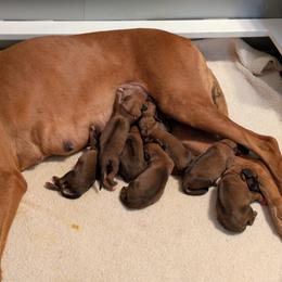 No caller boy - Wheaten male Rhodesian Ridgeback puppy in Middletown, Ohio from Mutare Ridgebacks