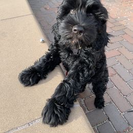 Portuguese Water Dog Puppies from Prestige Portuguese Water Dogs