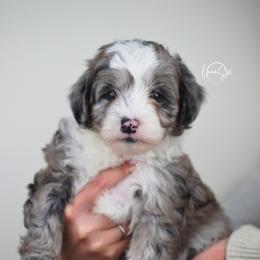 Blue Merle Girl - Blue merle female Aussiedoodle puppy in Plain City, Utah from Myers Desert Doodles