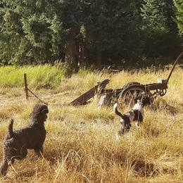 Poodles from Misfire Kennel