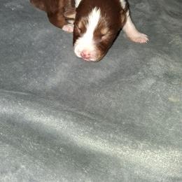 TBD - Red tri-color female Australian Shepherd puppy in Luther, Michigan from Pine River Australian Shepherds