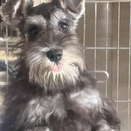 Bea - Salt and pepper female Miniature Schnauzer puppy in Pottstown, Pennsylvania from Bandwagon Miniature Schnauzers