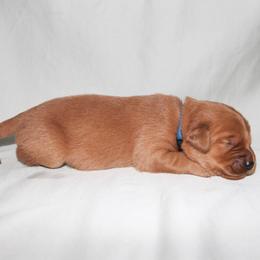 Chamomile - Dark golden male Golden Retriever puppy in New Weston, Ohio from Bertke AKC Golden Retrievers and Bernese Mountain Dogs