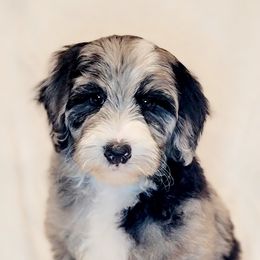 Australian Labradoodle, Bernedoodle, and Sheepadoodle Puppies from Lookingglass Doodles