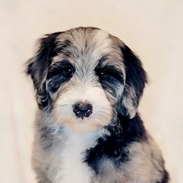 Australian Labradoodle, Bernedoodle, and Sheepadoodle Puppies from Lookingglass Doodles