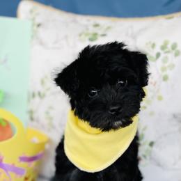 Goldendoodle puppies from Thompson Creek Doodles