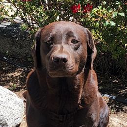Barista - Labrador Retriever