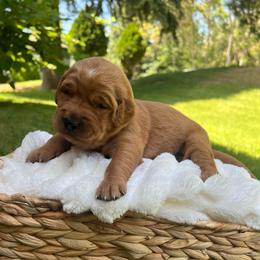 Mango - Dark golden female Golden Retriever puppy in Provo, Utah from Rocky Mountain Field Goldens