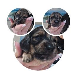 Boy 1 - Dapple male Dachshund puppy in Port Charlotte, Florida from Vicki's Dachshund Crossing