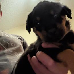 White girl - Black and mahogany female Rottweiler puppy in Colorado Springs, Colorado from Von Locher Rotties