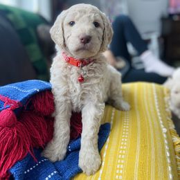 Goldendoodle Puppies from Lakeside Doodles MN