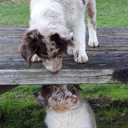 Australian Shepherd Puppies from Farmstead Aussies