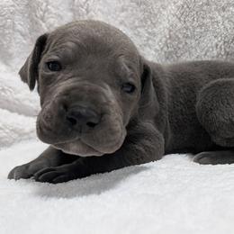 Mystique - Blue female Great Dane puppy in Bay City, Michigan from Monarch Danes