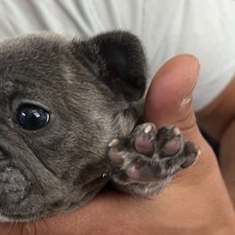Girl 3 - French Bulldog puppy in Florida from Posh Puppies