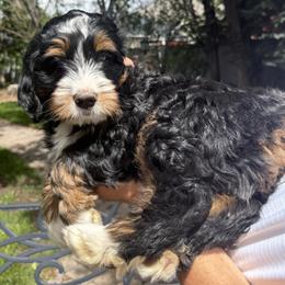 Bear - Tri-color male Bernedoodle puppy in Las Vegas, Nevada from Perfect Bernedoodles