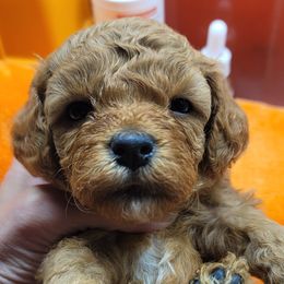 Purple Collar - Red female Cavapoo puppy in Gresham, Oregon from Paisley Cavapoos