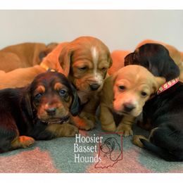 Basset Hound Puppies from Hoosier Basset Hounds