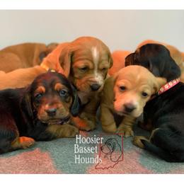 Basset Hound Puppies from Hoosier Basset Hounds