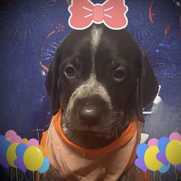 Pup 8 purple available - Liver roan female German Shorthaired Pointer puppy in Hardeman County, Tennessee from Howell Farm GSP
