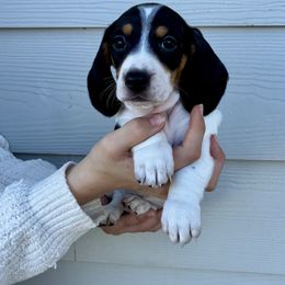 Pepper - Black and cream male Dachshund puppy in Browns Valley, California from Hidden Oaks Dachshunds