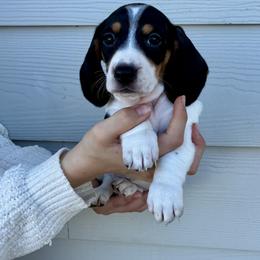 Pepper - Black and cream male Dachshund puppy in Browns Valley, California from Hidden Oaks Dachshunds