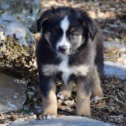 Milo - Black tri male Miniature Australian Shepherd puppy in Evant, Texas from Lazy VT Bar Ranch