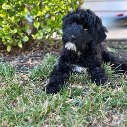 Zoro - Black and chalk male Australian Labradoodle puppy in Raleigh, North Carolina from Happy Tails Labradoodles