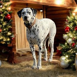 Dream - Dalmatian