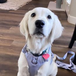 Border Collies and Golden Retrievers from R3 Sport Dogs (Rafter 3 Ranch)