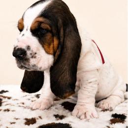 Yuri - Black white and brown female Basset Hound puppy in Denison, Texas from Emma Lou's Baby Bassets