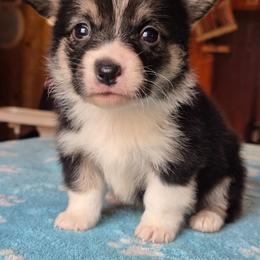 Savannah - Black and white female American Corgi puppy in Checotah, Oklahoma from Skoal Creek Corgi's