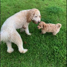 Goldendoodle Puppies from Gardenia Goldens and Goldendoodles