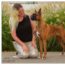 Boxer All Grown Up from Bluegrass Brawn Boxers