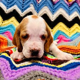 WG1 - Red and white female Basset Hound puppy in Britton, South Dakota from K&S Canines