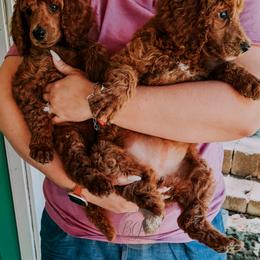 Poodle Puppies from Bridge City Poodles