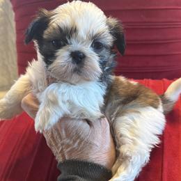 Golden Blossom -AKC Champion Bloodline - Gold and white female Shih Tzu puppy in Long Beach, California from Prieto Shih-Tzu's