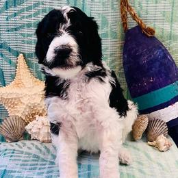 Marlin - Parti male Poodle puppy in Harpers Ferry, West Virginia from Oso Perfect Poodles and Doodles