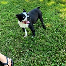 Kiara - Boston Terrier