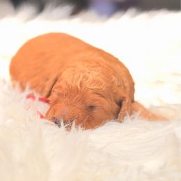 Atlas - Red  male Goldendoodle puppy in Arlington, Texas from Chambers Doodle Patch