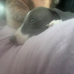 Italian Greyhound Puppies from Fisher Link
