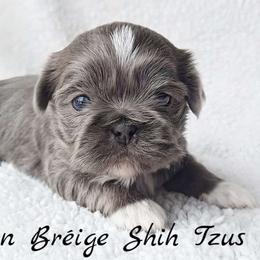 ASHER - ADOPTED! - Blue male Shih Tzu puppy in Middle Grove, New York from Beirin Breige Shih Tzus