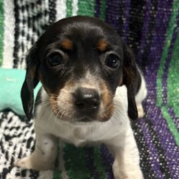 Dachshunds from Reagan Wilhelm