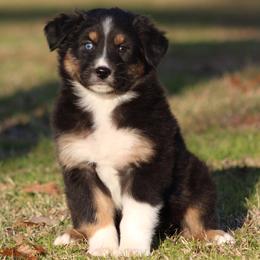 Black Tri Female - Blue Eyes - Black tri-color female Australian Shepherd puppy in Northport, Alabama from Sipsey River Australian Shepherds