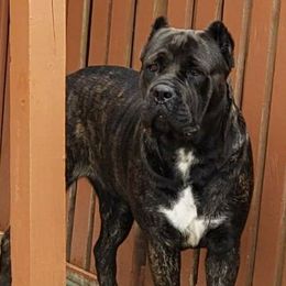 Abby - Cane Corso