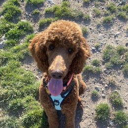Ginger - Poodle