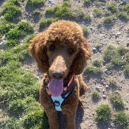 Ginger - Poodle