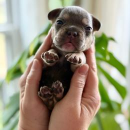 Black boy - Blue male French Bulldog puppy in Jefferson City, Missouri from Central Frenchie Haven