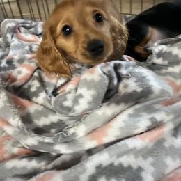 Dachshund Puppies from EB's Cajun Lil' Doxies